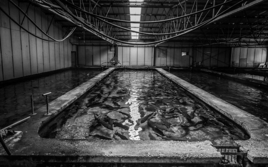 01 Aquaculture Fish Industry Intensive Farm Fishing Sea Aquatic Selene Magnolia P5301074 2lowres Scaled