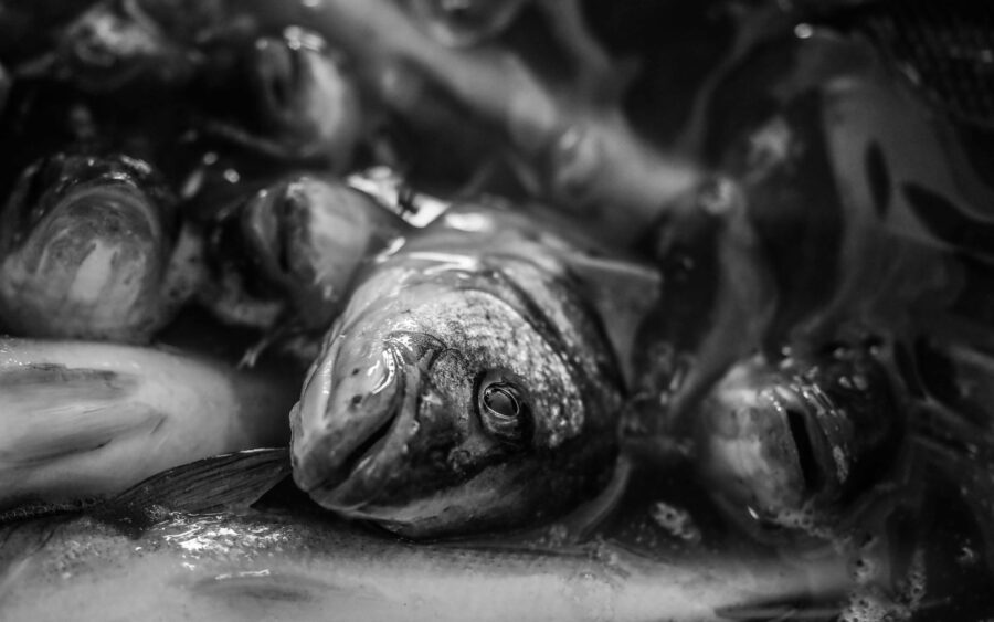 07 Aquaculture Fish Industry Intensive Farm Fishing Sea Aquatic Selene Magnolia P5293329 2 2lowres Scaled