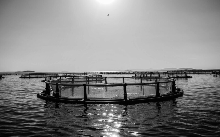 08 Aquaculture Fish Industry Intensive Farm Fishing Sea Aquatic Selene Magnolia P5290279 2lowres Scaled
