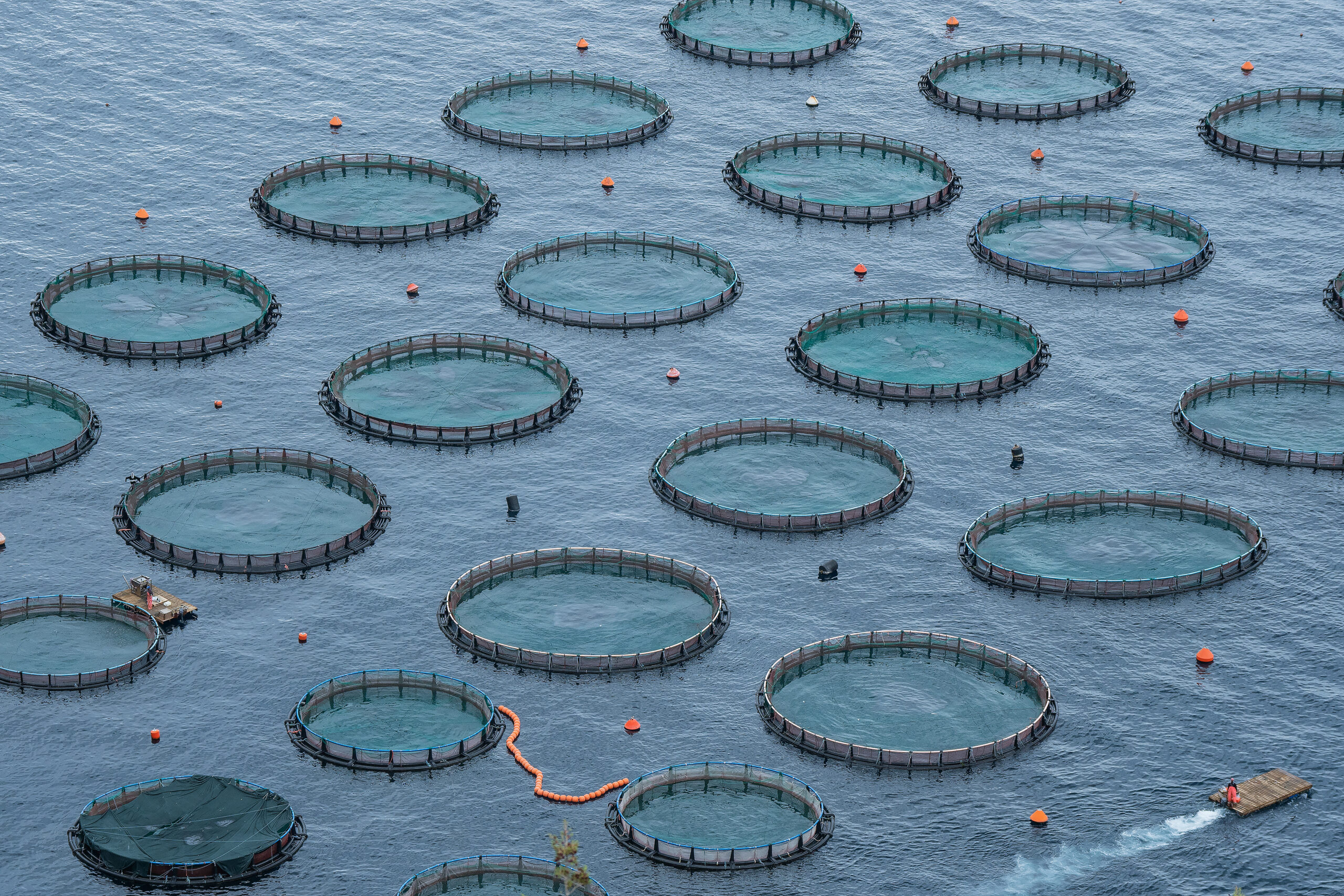 09 Aquaculture Fish Industry Intensive Farm Fishing Sea Aquatic Selene Magnolia 2020 10 28 281412livchiusi