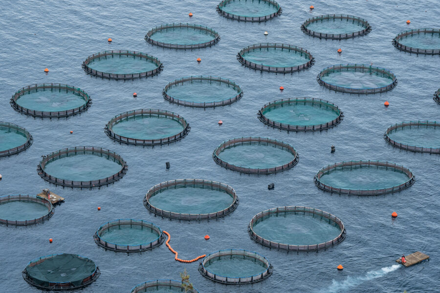 09 Aquaculture Fish Industry Intensive Farm Fishing Sea Aquatic Selene Magnolia 2020 10 28 281412livchiusi