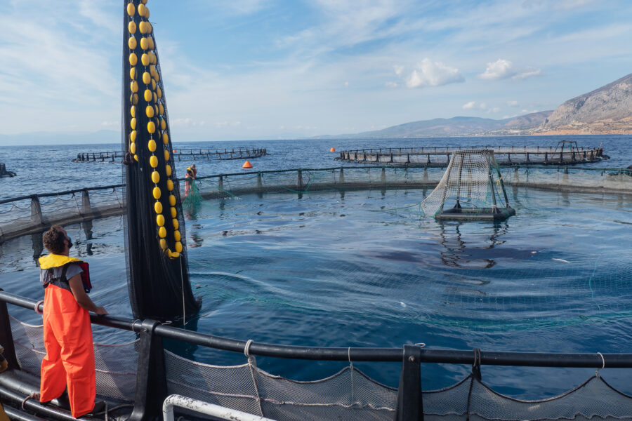 10 Aquaculture Fish Industry Intensive Farm Fishing Sea Aquatic Selene Magnolia 20201030 300796livchiusi