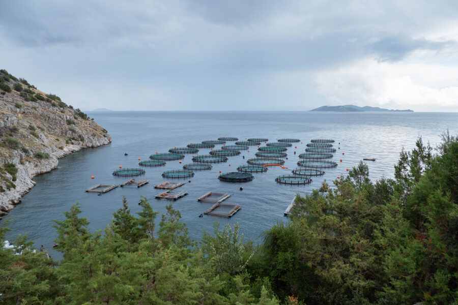 13 Aquaculture Fish Industry Intensive Farm Fishing Sea Aquatic Selene Magnolia 20201028 281493livchiusi