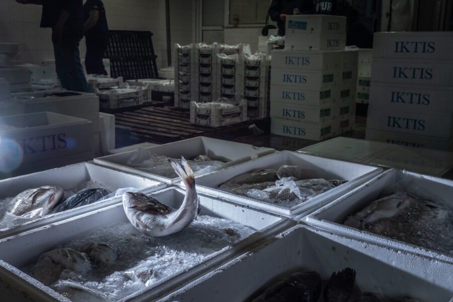 14 Aquaculture Fish Industry Intensive Farm Fishing Sea Aquatic Selene Magnolia 20201029 291989
