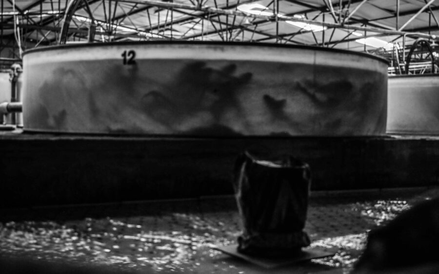 16 Aquaculture Fish Industry Intensive Farm Fishing Sea Aquatic Selene Magnolia P5301185lowres Scaled