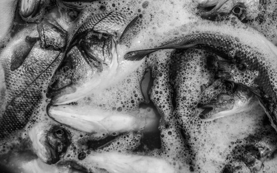17 Aquaculture Fish Industry Intensive Farm Fishing Sea Aquatic Selene Magnolia P5292255 2lowres Scaled