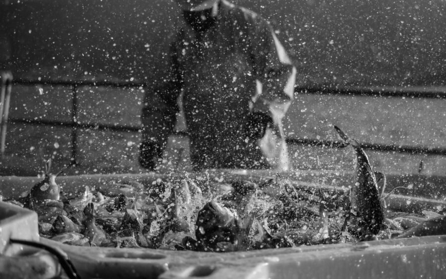 19 Aquaculture Fish Industry Intensive Farm Fishing Sea Aquatic Selene Magnolia P5291457lowres Scaled