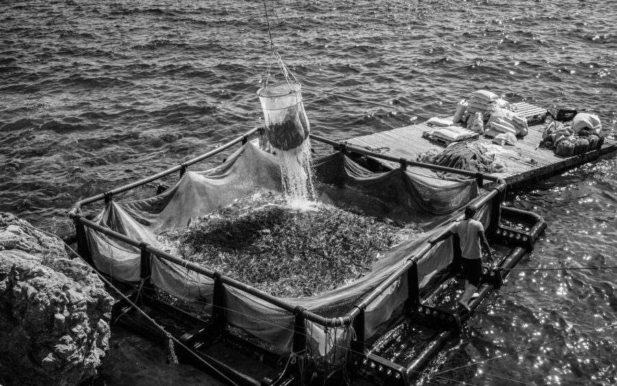 21 Aquaculture Fish Industry Intensive Farm Fishing Sea Aquatic Selene Magnolia P5290475 2lowres Scaled