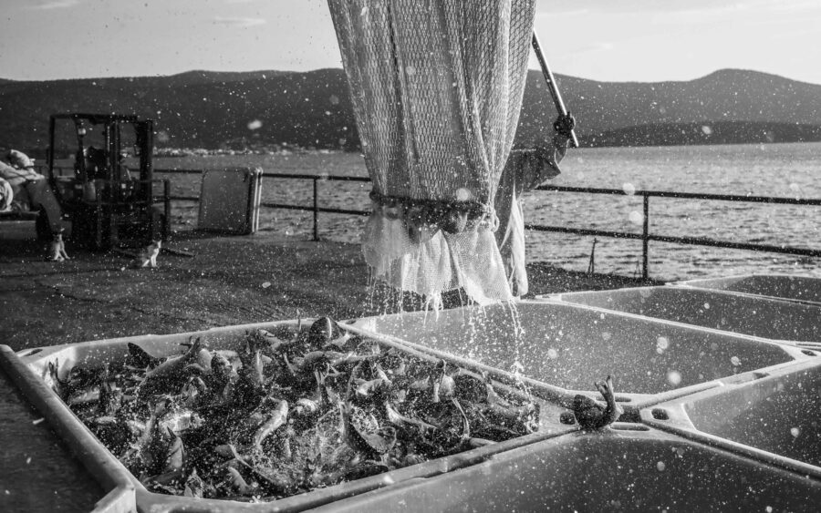 23 Aquaculture Fish Industry Intensive Farm Fishing Sea Aquatic Selene Magnolia P5291189 3lowres Scaled