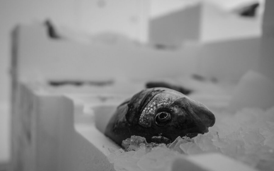 24 Aquaculture Fish Industry Intensive Farm Fishing Sea Aquatic Selene Magnolia P5293385 2 2lowres Scaled