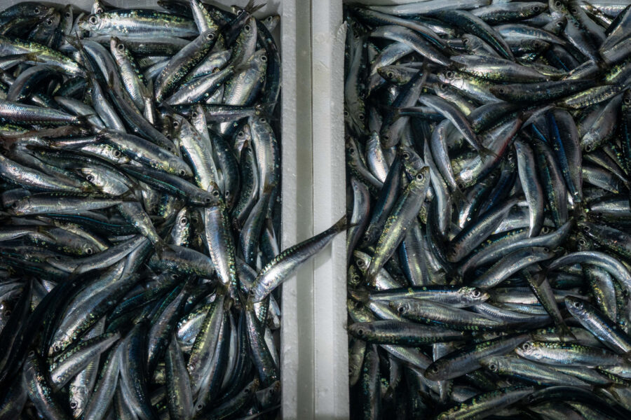 27 Aquaculture Fish Industry Intensive Farm Fishing Sea Aquatic Selene Magnolia A300683 2