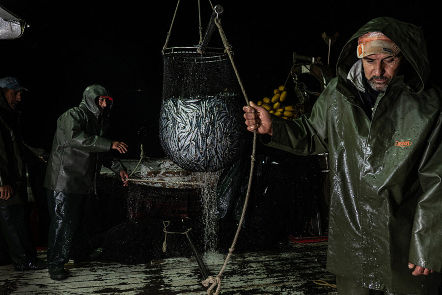 Deck Crew Collects Sardines Onboard The Purse Seine Fishing Boat Pandelis Ii.