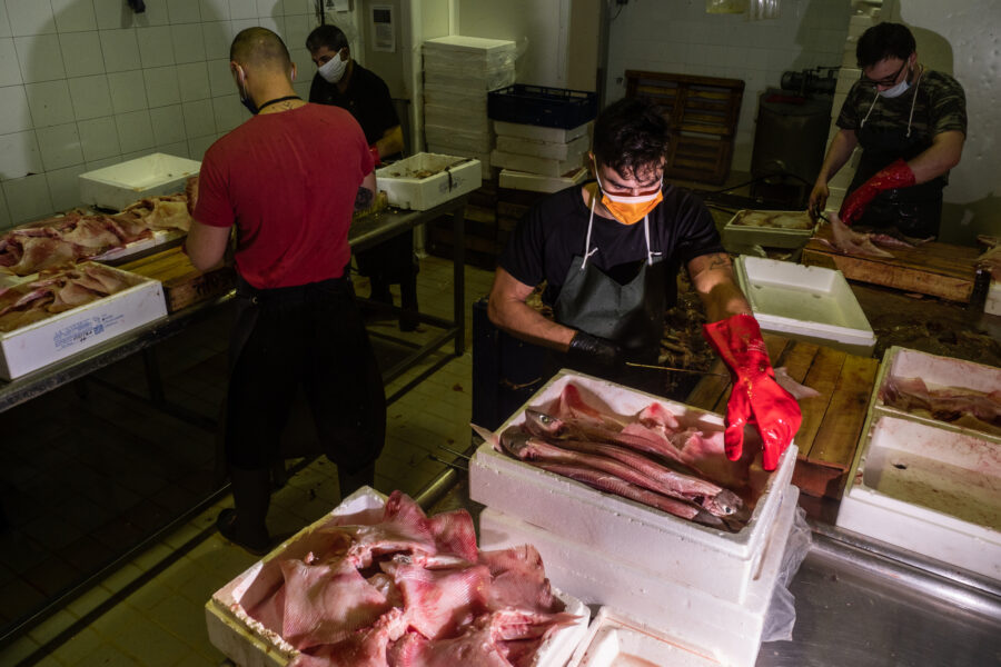 Keratsini, Greece, November 2020. Workers Are Processing Fish During The Night In A Processing Plant Specifically Treating Octopus, Tope, Ray And Sometimes Calamari.