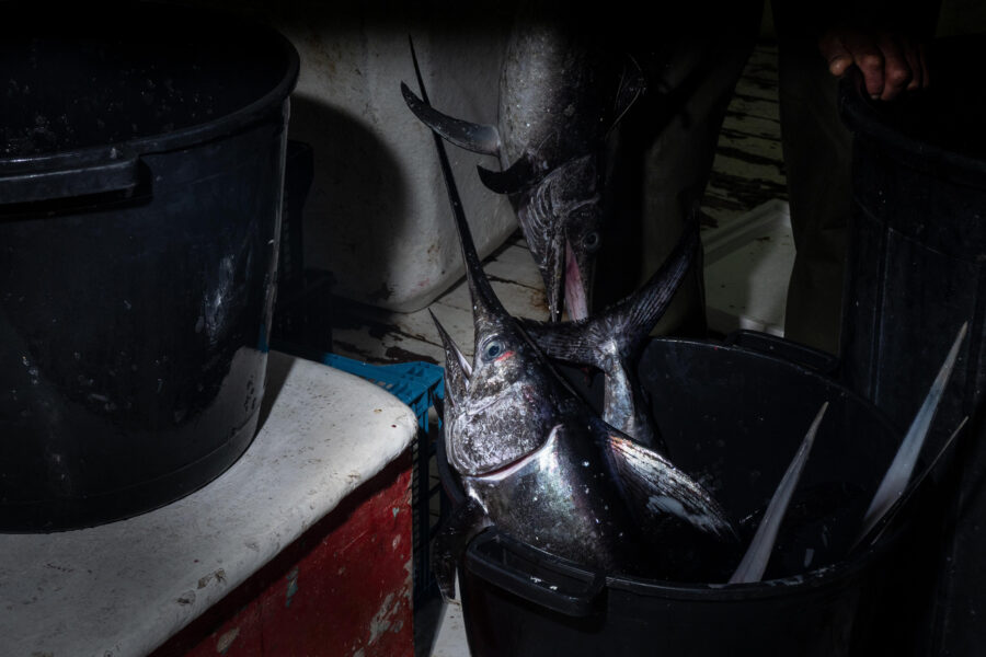 31 Aquaculture Fish Industry Intensive Farm Fishing Sea Aquatic Selene Magnolia A300638 2