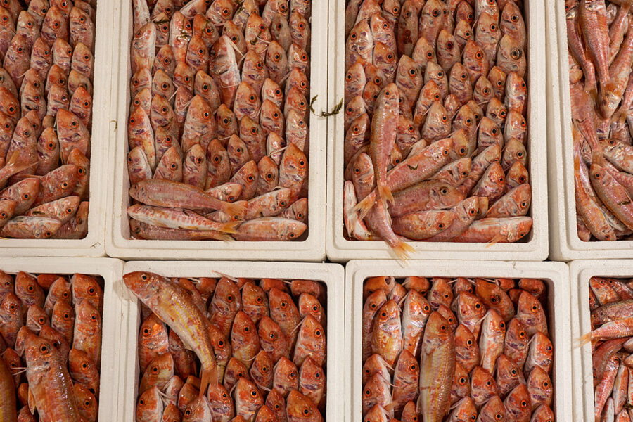 Detail Of Red Mullet For Sale At The Largest Fish Auction In Greece.