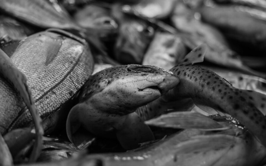 40 Aquaculture Fish Industry Intensive Farm Fishing Sea Aquatic Selene Magnolia P6012428lowres Scaled