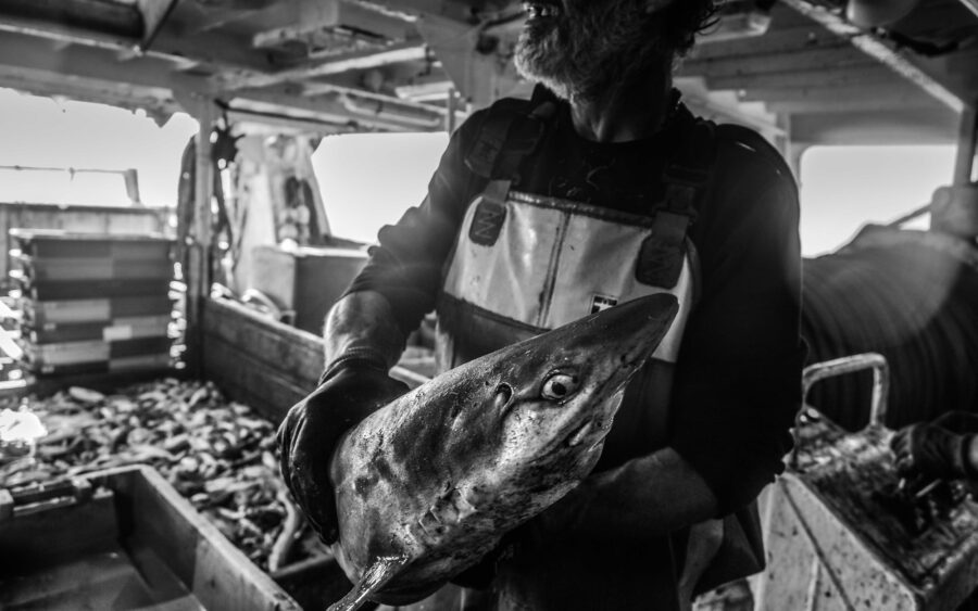41 Aquaculture Fish Industry Intensive Farm Fishing Sea Aquatic Selene Magnolia P6011657lowres Scaled