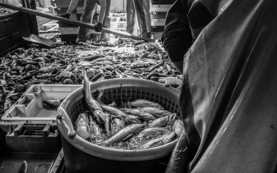 42 Aquaculture Fish Industry Intensive Farm Fishing Sea Aquatic Selene Magnolia P6012260lowres Scaled