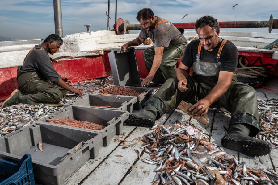 Pireus, Greece, November 2020. Workers Onboard The Fasilis Are Sorting The Catch Per Type, And Dividing It Between Fish With Commercial Value And Useless By Catch. On A Typical Day, The Targeted Catch Is Around 350 Kg, While Hundreds Of Kilos Of Dead By C