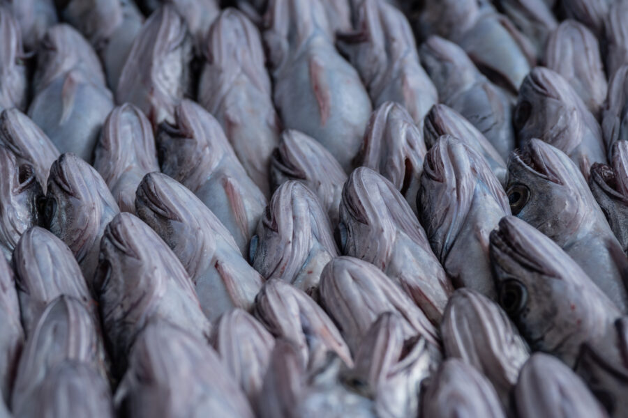 Pireus, Greece, November 2020. Detail Of Packed Fish Ready For Sale Onboard The Trawler Fishing Boat Fasilis. The Typically Main Targeted Species Of Fish Are: Cod, Red Mullet, Shrimp, Manta, Monkfish, Mackerel, School Sharks, Saint Peter Fish But By Catch