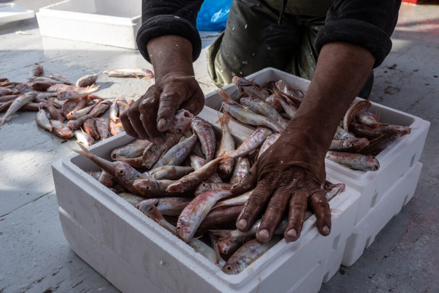 Pireus, Greece, November 2020. A Worker Onboard The Fasilis Is Sorting The Freshly Caught Red Mullet Per Type, One Of The Targeted Species, In Boxes For Sale. On A Typical Day, The Targeted Catch Is Around 350 Kg, While Extra Hundreds Of Kilos Of Dead By