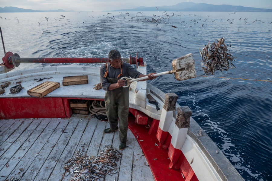 47 Aquaculture Fish Industry Intensive Farm Fishing Sea Aquatic Selene Magnolia 20201102 023452 2