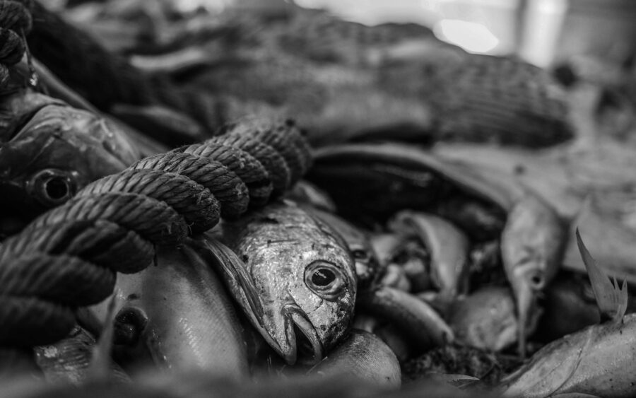 49 Aquaculture Fish Industry Intensive Farm Fishing Sea Aquatic Selene Magnolia P6013434lowres Scaled