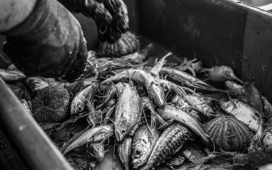 50 Aquaculture Fish Industry Intensive Farm Fishing Sea Aquatic Selene Magnolia P6012494lowres Scaled
