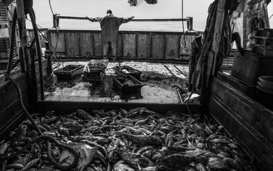 51 Aquaculture Fish Industry Intensive Farm Fishing Sea Aquatic Selene Magnolia P6013487lowres Scaled