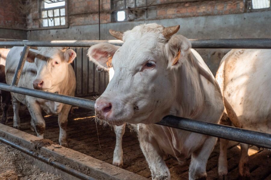 Veneto, Italy, May 2023. Calves Rearing Unit In Northern Italy.